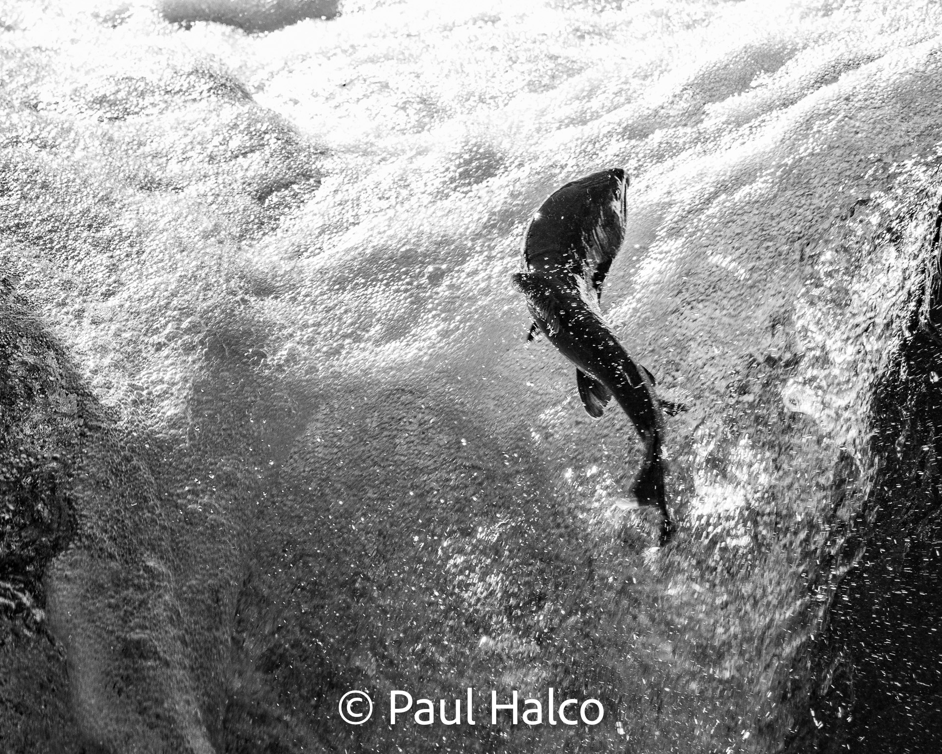 Paul Halco - Olympus NP-18